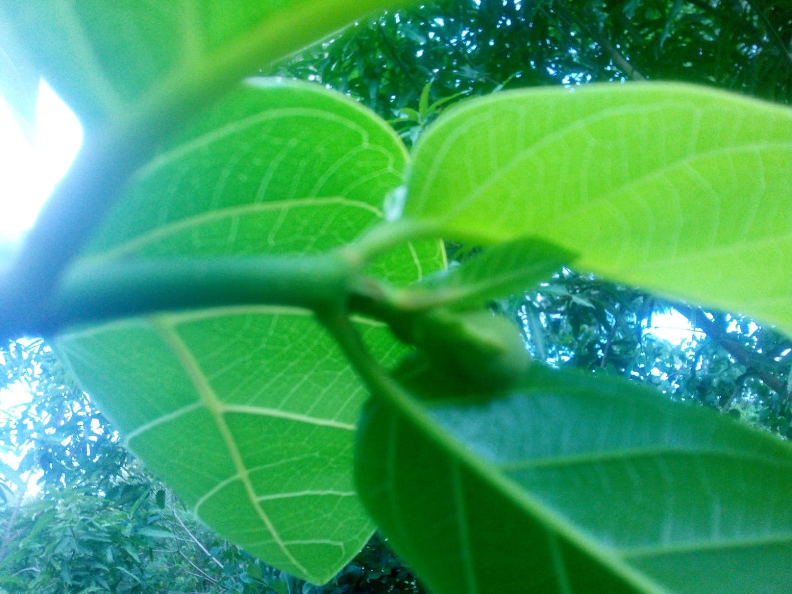 African Peach - Ultra-Rare Island First