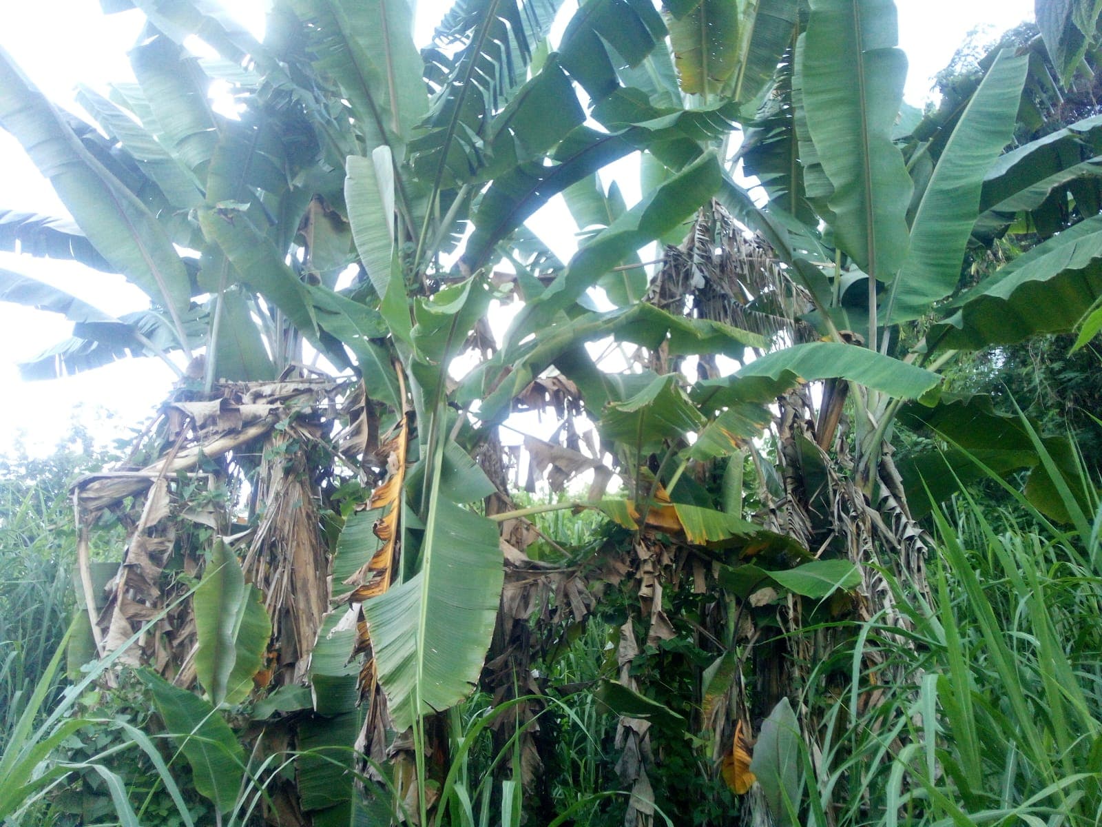 Bananas: A Tropical Empire of 50+ Stands and Rare Varieties