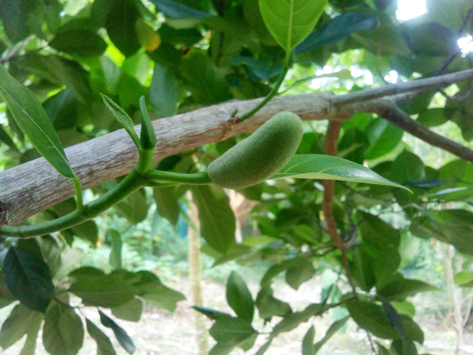 Fruit Tasting Experience