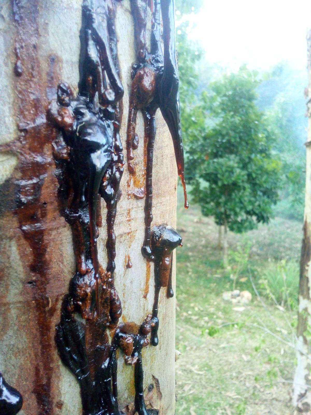 Lemon Gum Eucalyptus