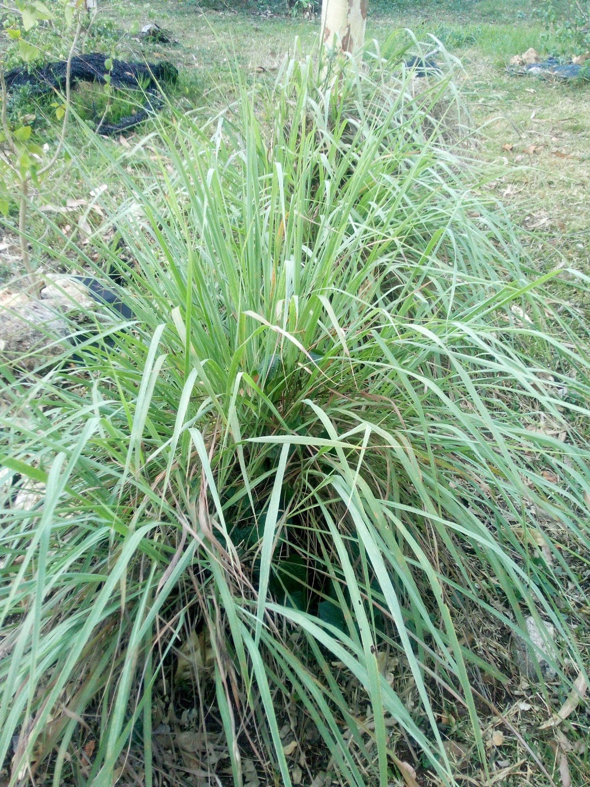 Lemongrass: From Abundant Growth to Liquid Gold