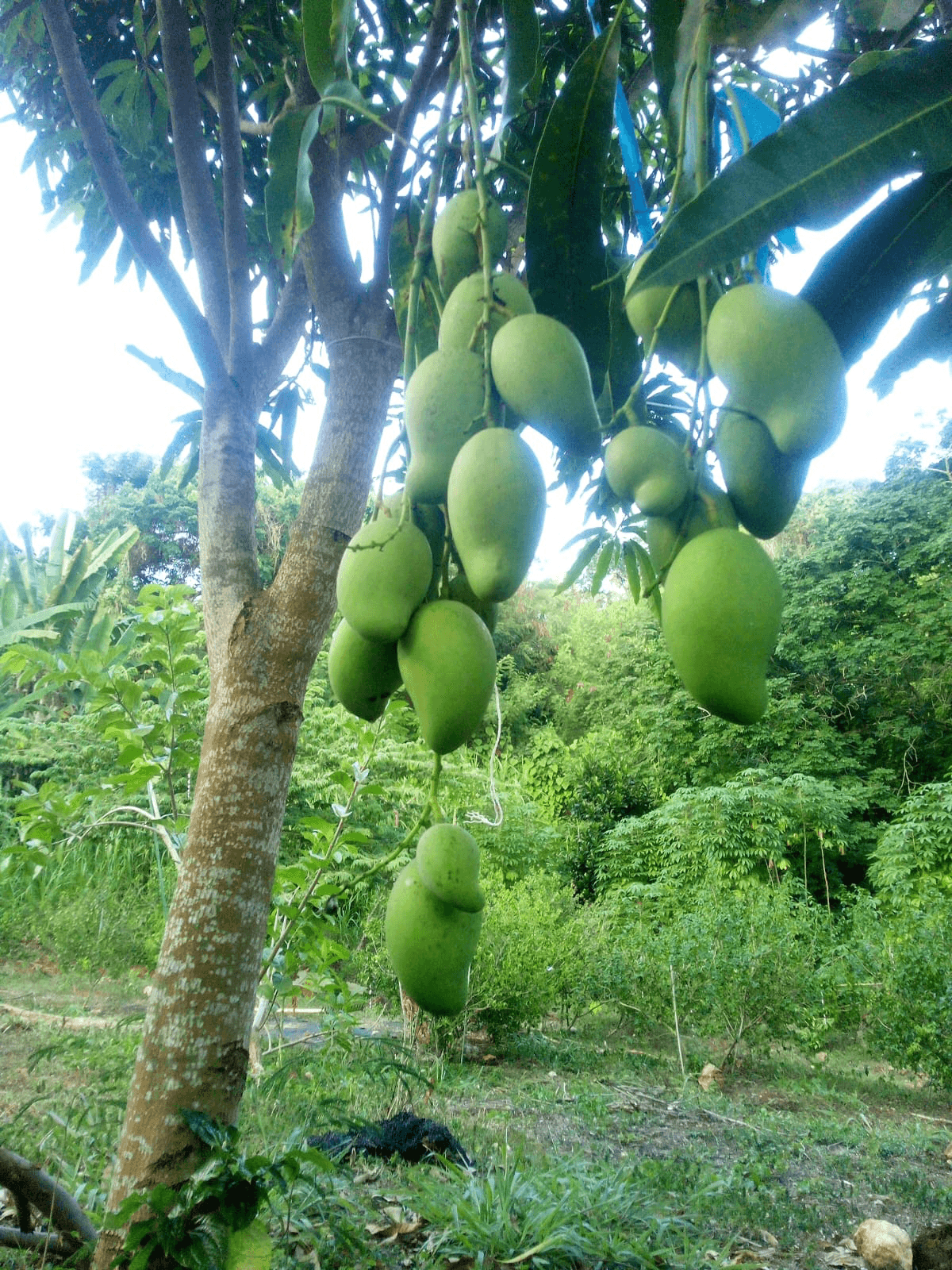 Mango: Why We Planted 3 Trees on an Island of 10,000+
