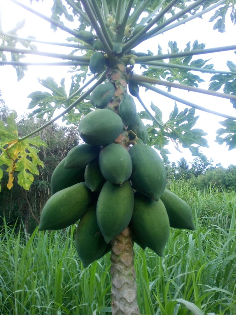 Waimanalo & Red Lady Papayas: Transforming Saipan's Papaya Experience