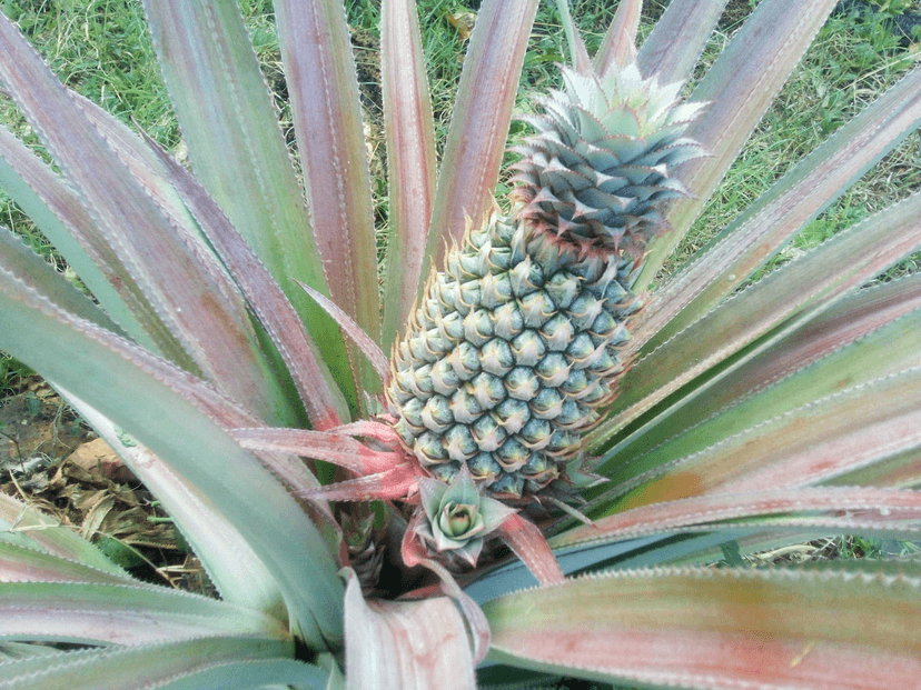 Pineapple: The $6 Fruit with 200-Plant Dreams