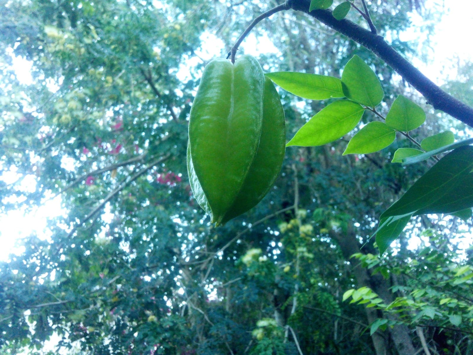 Star Fruit - Delicious but Mysteriously Unwanted