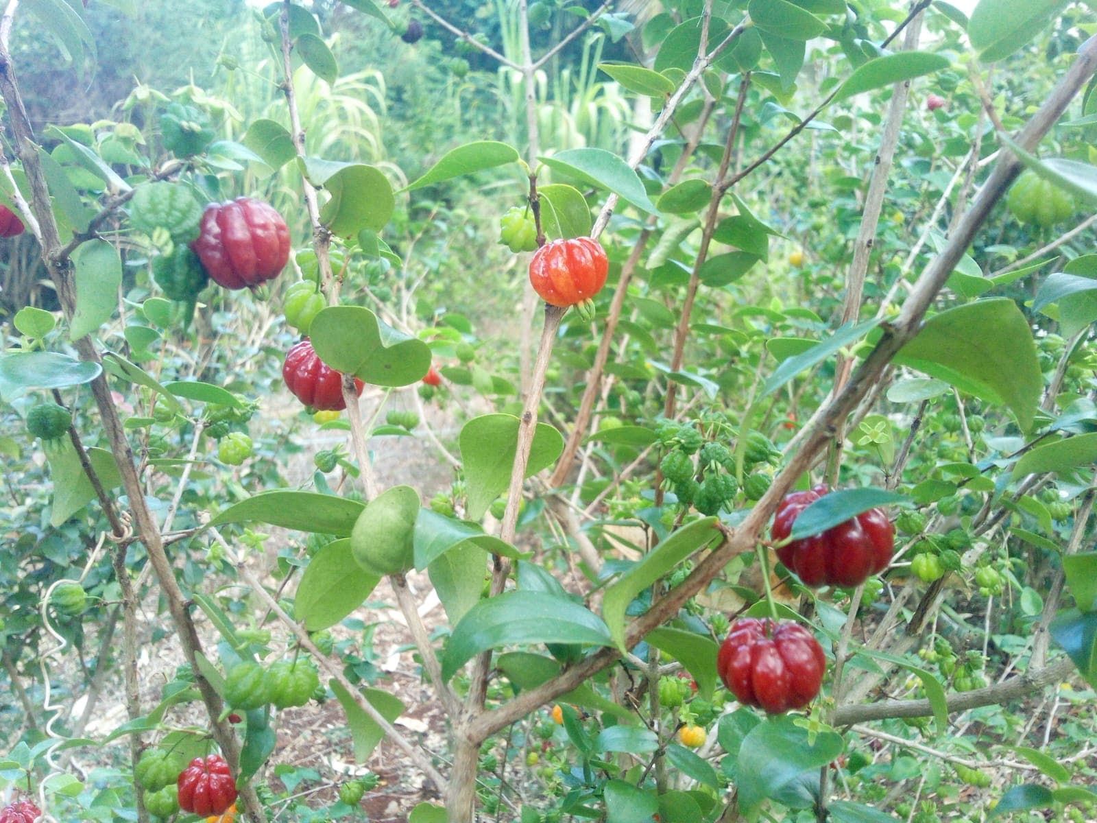 Surinam Cherry: 60+ Bushes Ready for Wine and Wonder