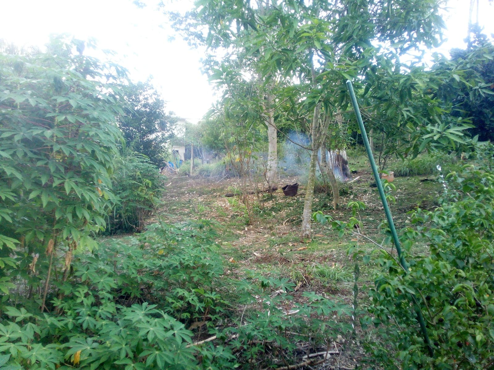 Tapioca: The Ultimate Low-Maintenance Shade Provider